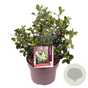 Escallonia 'Iveyi' 40 cm 5,0L
