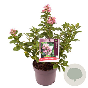 Escallonia laevis Pink Elle 15-20 cm 2,0L