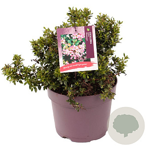 Escallonia laevis Showstopper 25-30 cm 7,5L
