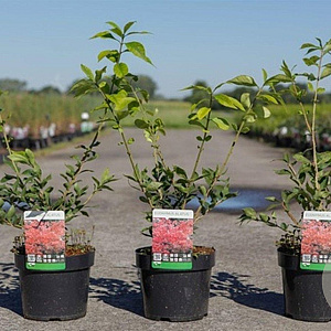 Euonymus alatus 30-40 cm 3,5L