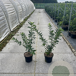 Euonymus europaeus 60-80 cm 7,5L