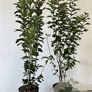 Euonymus europaeus 100-125 cm 7,5L