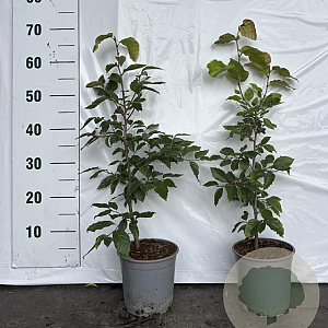 Fagus sylvatica 40-60 cm 2,5L
