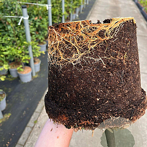 Fagus sylvatica 80-100 cm 5,0L