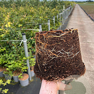 Fagus sylvatica 80-100 cm 5,0L