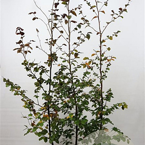 Fagus syl. 'Atropunicea' 175-200 cm 7,5L