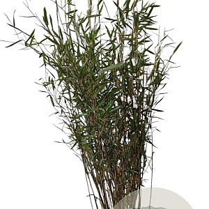 Fargesia nitida 'Black Pearl' 100-125 cm 10L