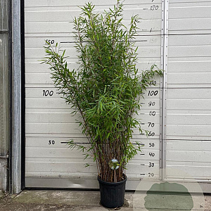 Fargesia nitida 'Black Pearl' 100-125 cm 10L