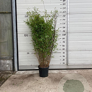 Fargesia nitida 'Black Pearl' 100-125 cm 10L