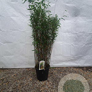 Fargesia 'Obelisk' 100-125 cm 10L