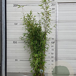 Fargesia 'Obelisk' 125-150 cm 10L