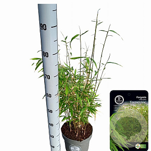 Fargesia robusta 60-80 cm 5,0L