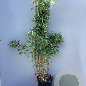 Fargesia rufa 100-125 cm 10L