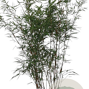 Fargesia scabrida 'Asian Wonder' 125-150 cm 10L