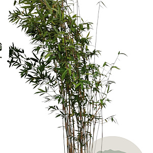 Fargesia 'Winter Joy' 100-125 cm 10L