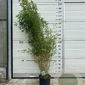 Fargesia 'Winter Joy' 125-150 cm 10L