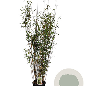 Fargesia 'Winter Joy' 125-150 cm 10L