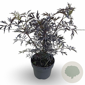 Sambucus nigra 250-300 cm cont. 90L meerstammig