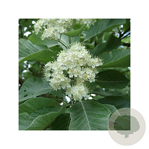 Sorbus aria 'Lutescens' 8-10 HO 45L
