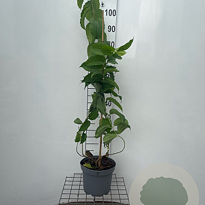 Heptacodium miconioides 80-90 cm 5,0L