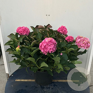 Hydrangea m. 'Renate Steiniger' 25-30 cm 3,5L