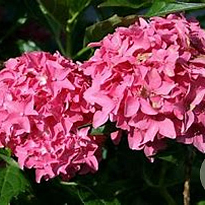 Hydrangea m. 'Tovelit' 25-30 cm 3,5L