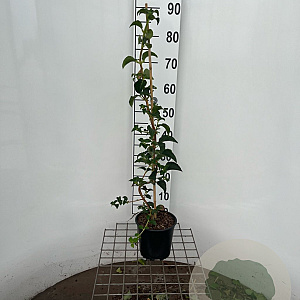 Hydrangea anomala petiolaris 80-100 cm 2,5L met stok