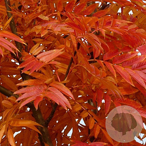Sorbus 'Dodong' 12-14 HO 45L