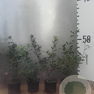 Ilex aquifolium 40-60 cm 2,0L