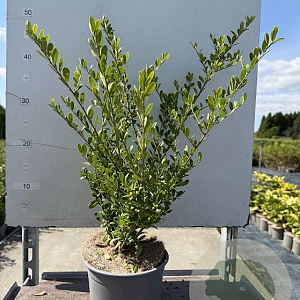 Ilex crenata 'Green Hedge' 30-40 cm 2,0L