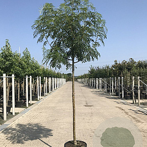 Sorbus 'Dodong' 16-18 HO container