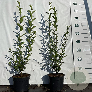 Ligustrum ovalifolium 40-60 cm 2,0L