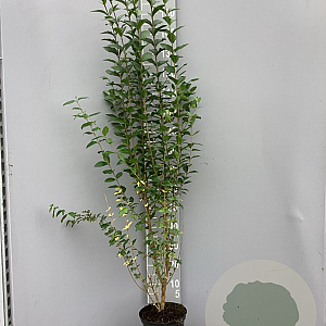 Ligustrum ovalifolium 100-125 cm 5,0L