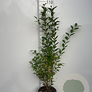 Ligustrum ovalifolium 100-125 cm 5,0L