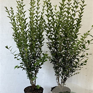 Ligustrum ovalifolium 100-125 cm 7,5L