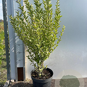 Ligustrum oval. 'Aureum' 40-60 cm 7,5L