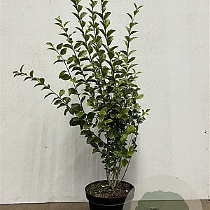 Ligustrum oval. 'Aureum' 60-80 cm 7,5L