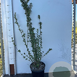 Ligustrum vulg. 'Atrovirens' 80-100 cm 7,5L