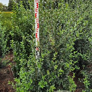 Ligustrum vulg. 'Atrovirens' 150-175 cm met kluit