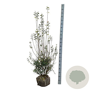 Ligustrum vulg. 'Atrovirens' 150-175 cm met kluit