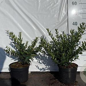 Ligustrum vulg. 'Lodense' 20-30 cm 2,0L