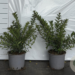 Ligustrum vulg. 'Lodense' 20-30 cm 2,0L