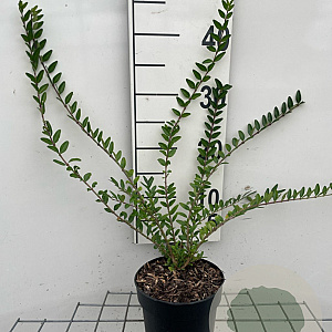 Lonicera pileata 30-40 cm C1.3