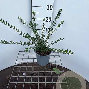 Lonicera pileata 30-40 cm C1.3