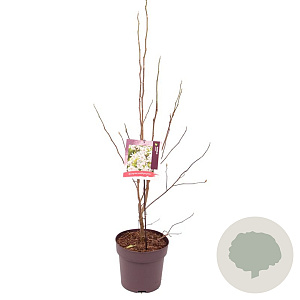 Magnolia stellata 80-90 cm 10L