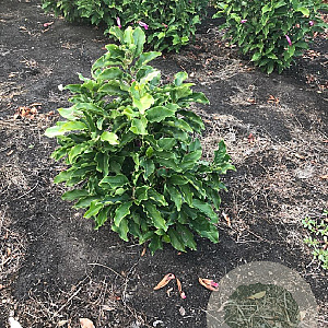 Magnolia 'Susan' 80-100 cm met kluit