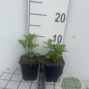 Pachysandra terminalis GM P9