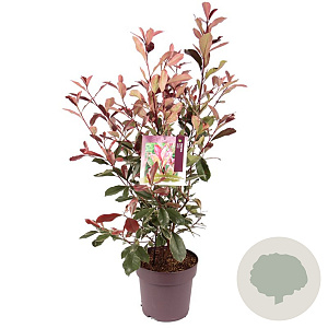 Photinia fraseri Louise 70-80 cm 10L