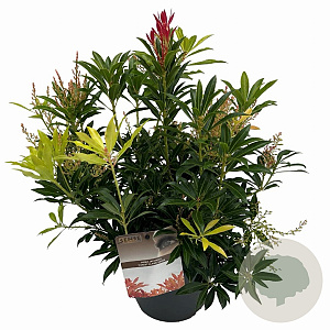 Pieris 'Forest Flame' 25-30 cm 3,0L