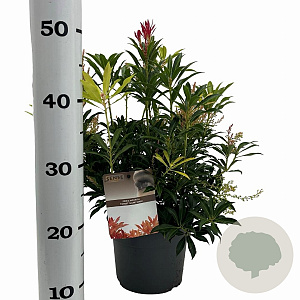 Pieris 'Forest Flame' 25-30 cm 3,0L